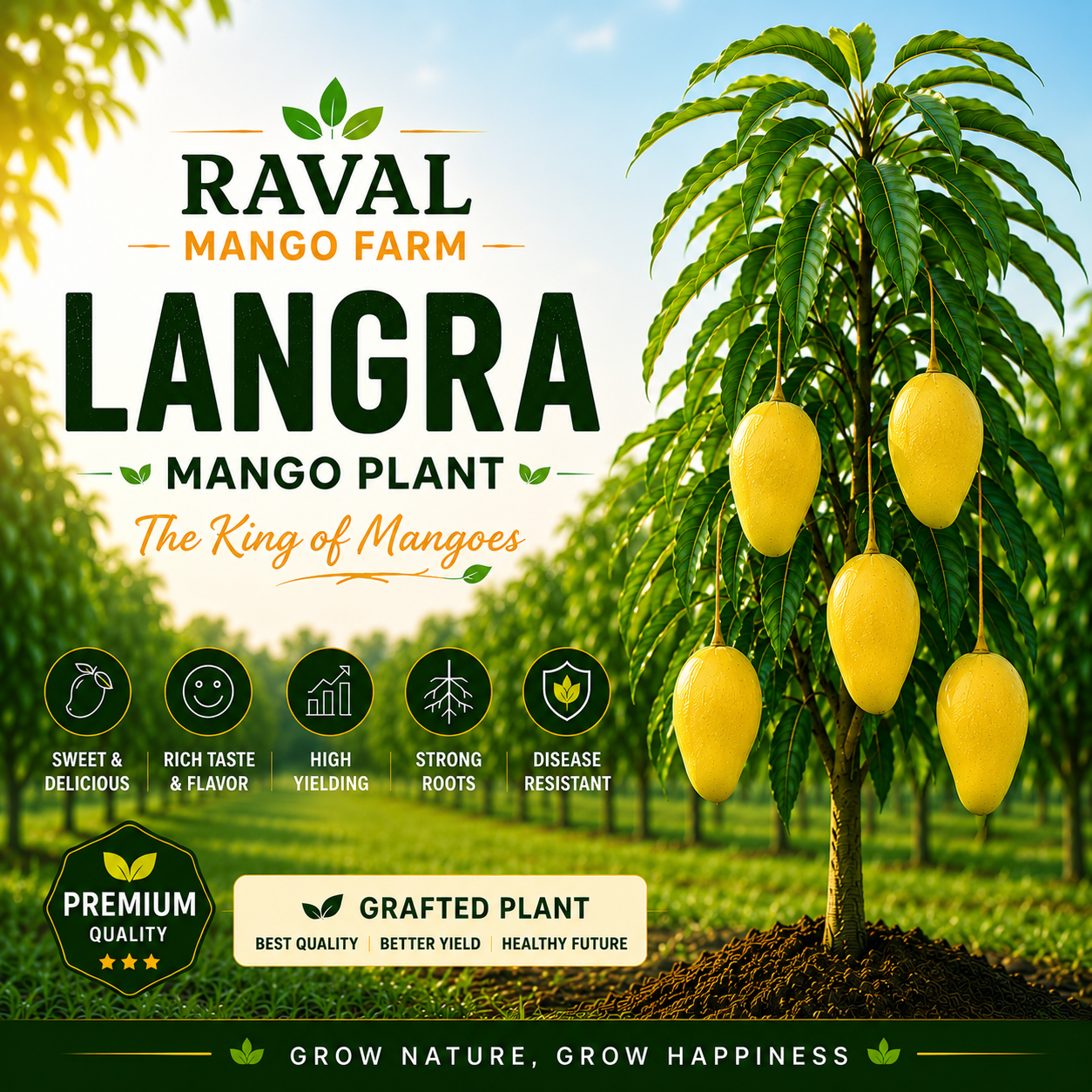 LANGRA Mango Plant (Export Quality) – Healthy Grafted Plant by Raval Mango Farm