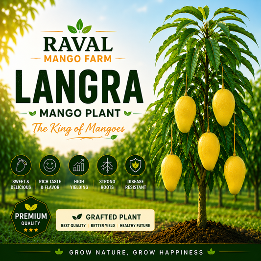 LANGRA Mango Plant (Export Quality) – Healthy Grafted Plant by Raval Mango Farm