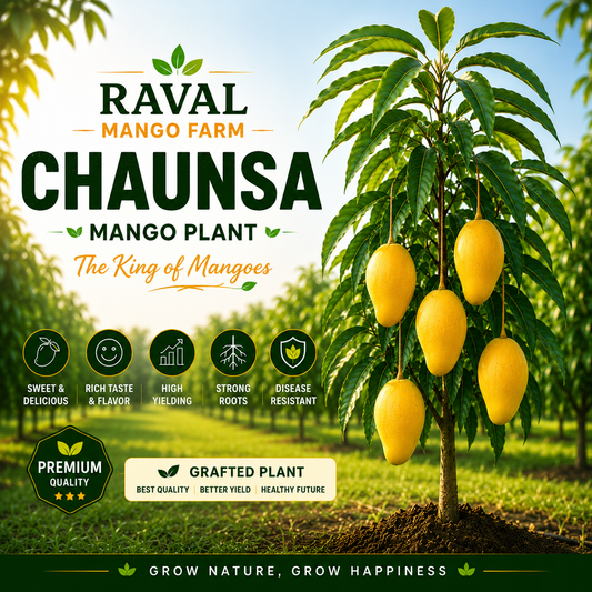 CHAUNSA Mango Plant (Export Quality) – Healthy Grafted Plant by Raval Mango Farm