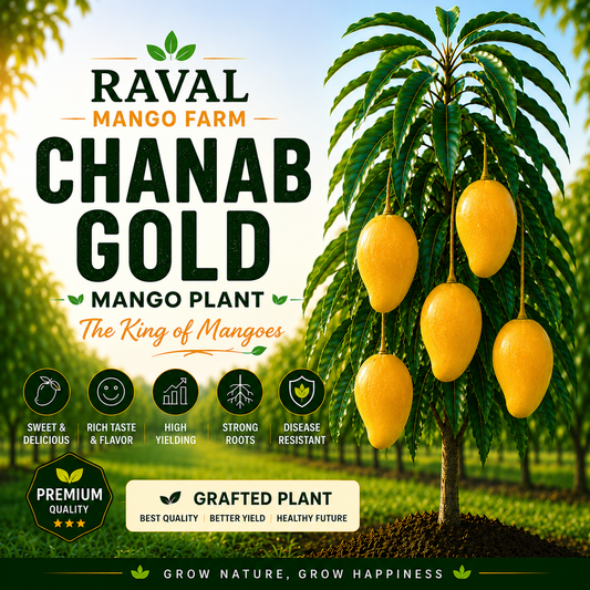 CHANAB GOLD Mango Plant (Export Quality) – Healthy Grafted Plant by Raval Mango Farm